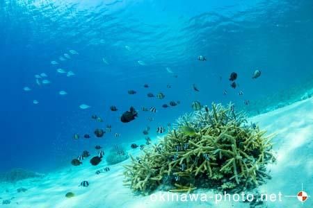 阿真ビーチ周辺