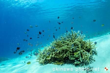 阿真ビーチ周辺