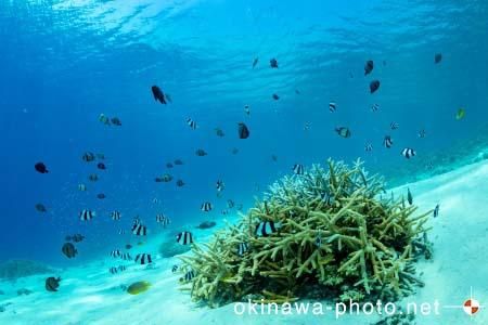 阿真ビーチ周辺