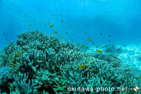 阿真ビーチ周辺