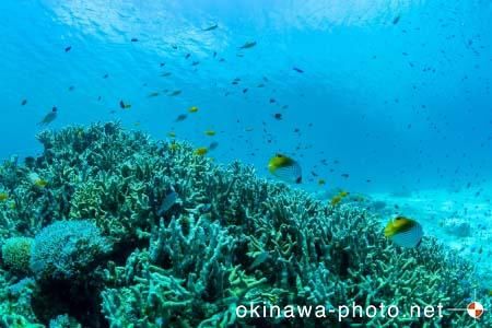 阿真ビーチ周辺