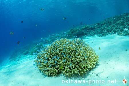 阿真ビーチ周辺