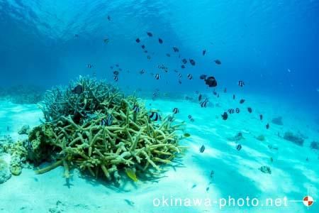 阿真ビーチ周辺