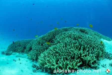 阿真ビーチ周辺