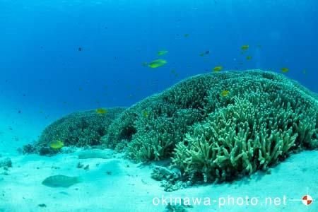 阿真ビーチ周辺