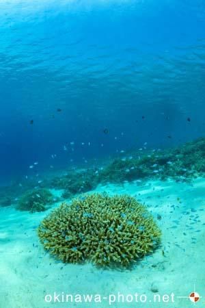 阿真ビーチ周辺