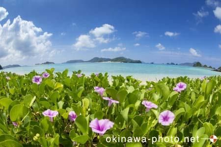 グンバイヒルガオ