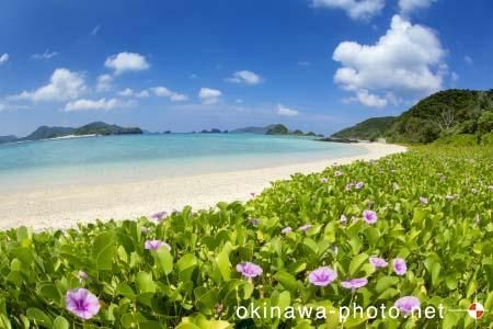 グンバイヒルガオ