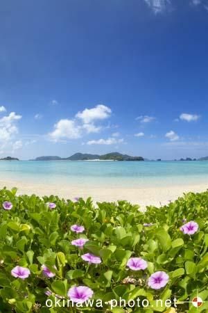 グンバイヒルガオ