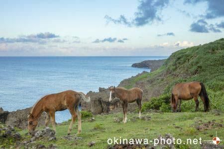 与那国馬