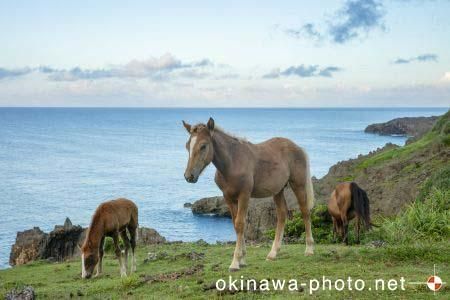 与那国馬