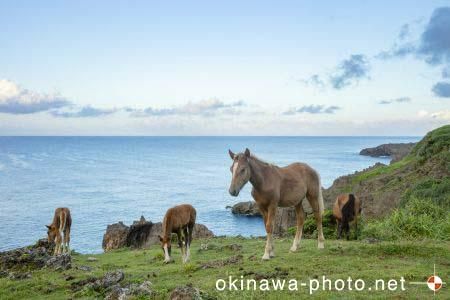 与那国馬
