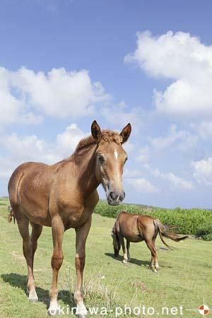 与那国馬