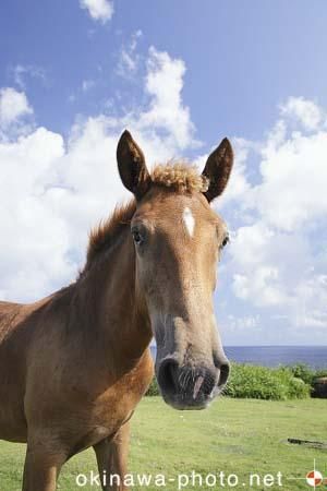 与那国馬