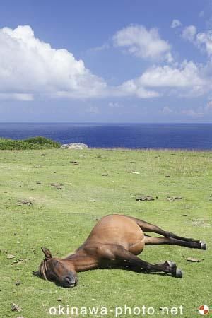 与那国馬