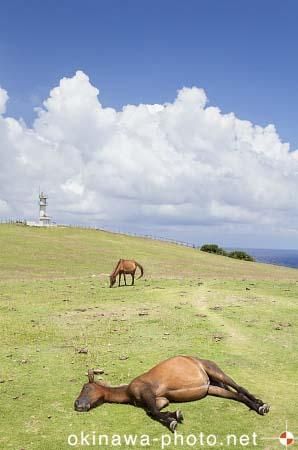 与那国馬