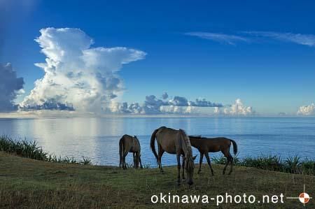与那国馬