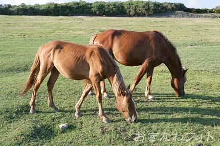 与那国馬