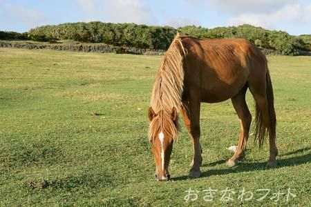 与那国馬