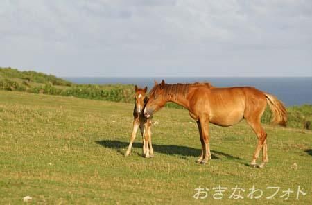 与那国馬