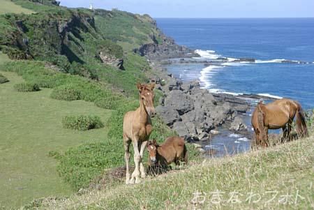 与那国馬