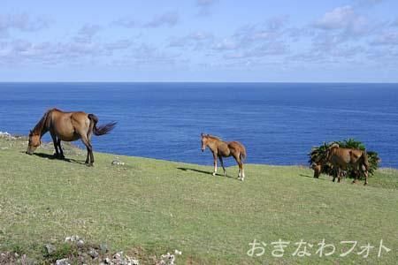 与那国馬