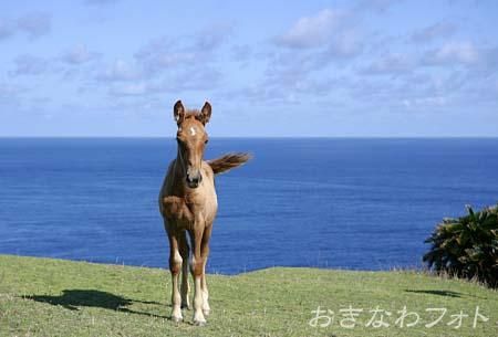 与那国馬