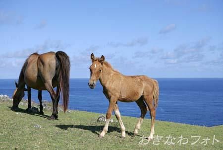 与那国馬