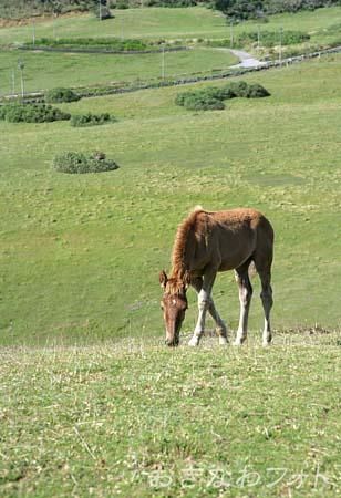 与那国馬