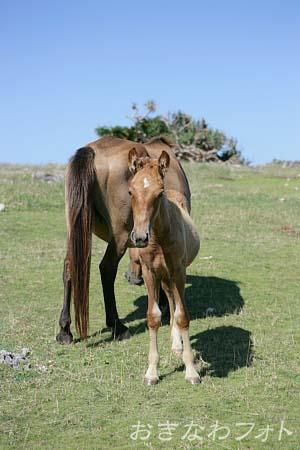 与那国馬