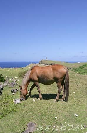 与那国馬