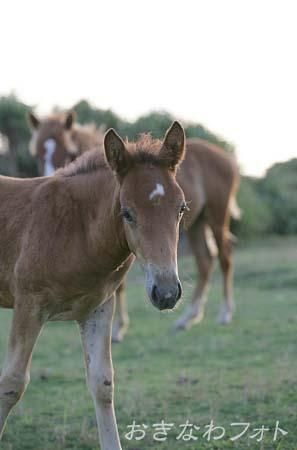 与那国馬