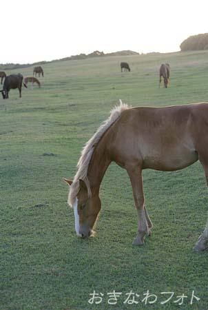 与那国馬