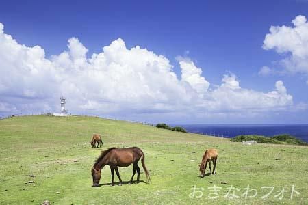 与那国馬