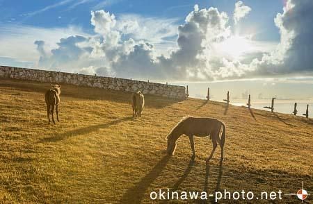 与那国馬