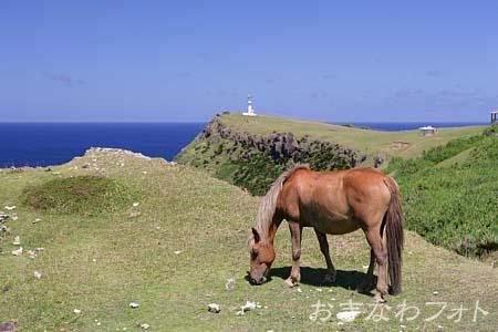 与那国馬