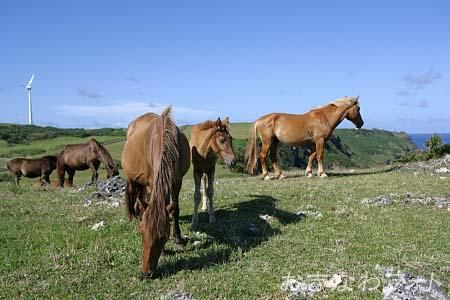 与那国馬