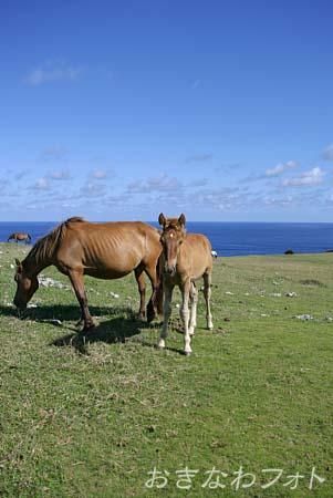 与那国馬