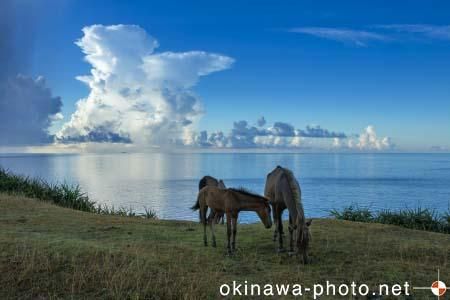 与那国馬