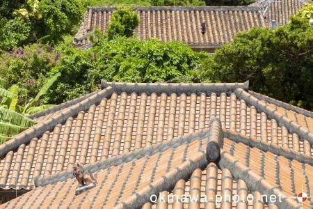 シーサーのある風景