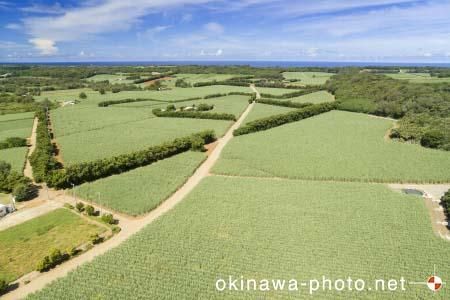 サトウキビ畑