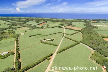 サトウキビ畑と道