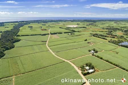 サトウキビ畑と道