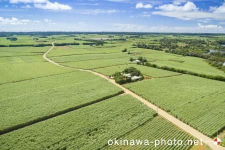 サトウキビ畑と道