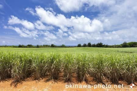 サトウキビ畑