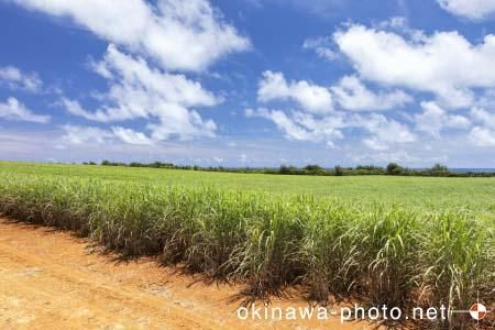 サトウキビ畑