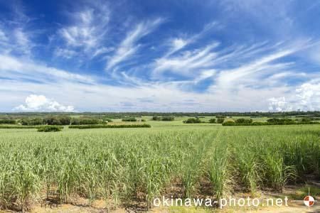 サトウキビ畑