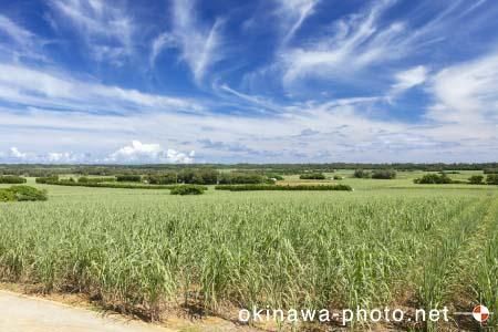 サトウキビ畑