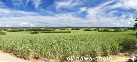 サトウキビ畑