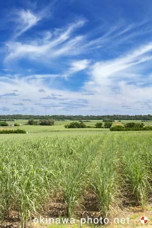 サトウキビ畑